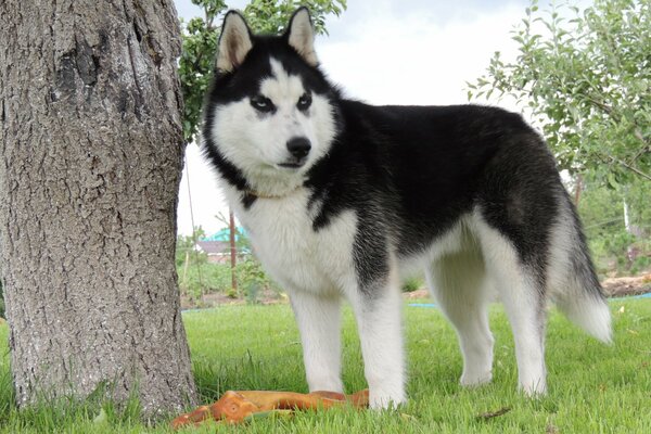 Ungewöhnliche blaue Augen eines sibirischen Huskys