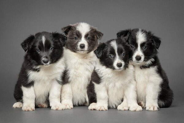 Simpatici cuccioli di Border Collie. Quartetto Allegro