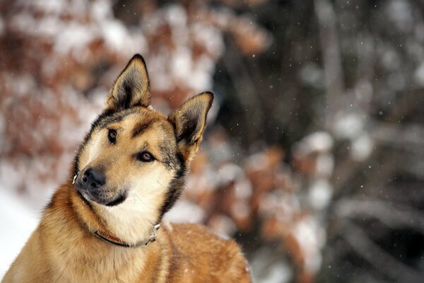 A pot-bellied dog in the winter forest