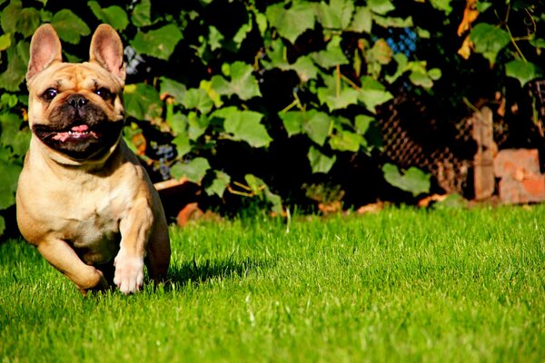 Buldog francuski biegnie po trawie