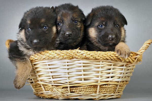 Три щенка в плетёной корзине на сером фоне