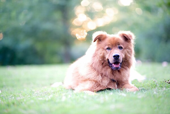 Ein großer, freundlicher Hund liegt mit einem unscharfen Hintergrund auf dem Rasen