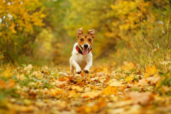 Freudiger Hund fliegt über Herbstblätter