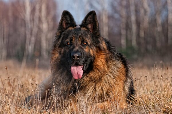 Großer Hund am Waldrand