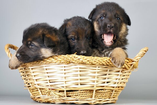 There are puppies dogs in the basket