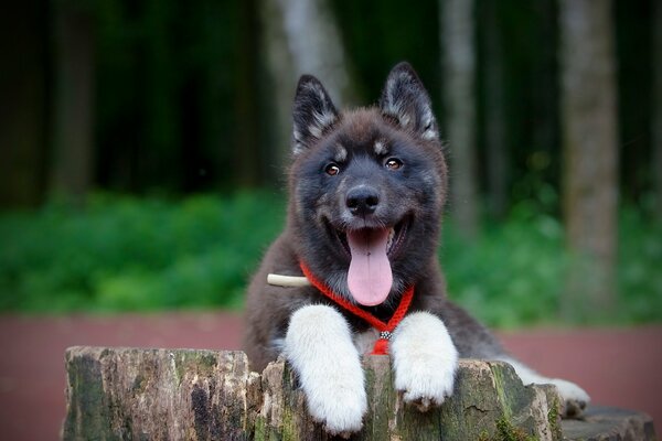 Souche pattes blanches d un fidèle ami de chien