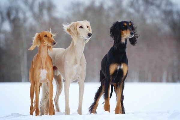 Three hounds in the winter forest