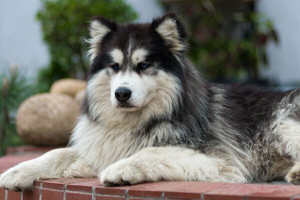 Pelziger Hund im Blumenbeet