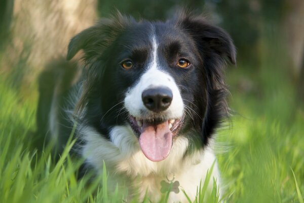 A dog, a man s friend, is resting in nature