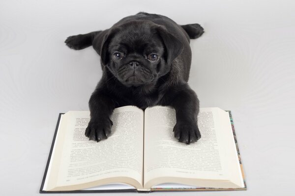 Cane sullo sfondo del libro