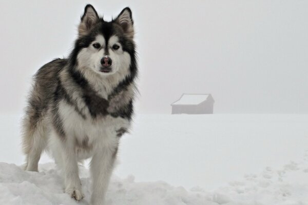 Winter Bild Hund Freund des Menschen