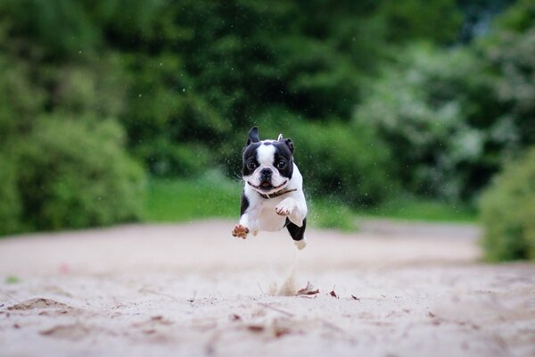 Beautiful running of the Boston terrier on the sand