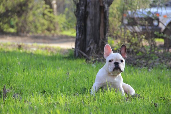 Biały buldog siedzi na trawniku