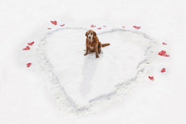 Chien en hiver dans le coeur