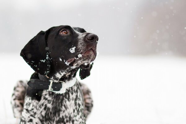 Прогулка с собакой зимой в снегу