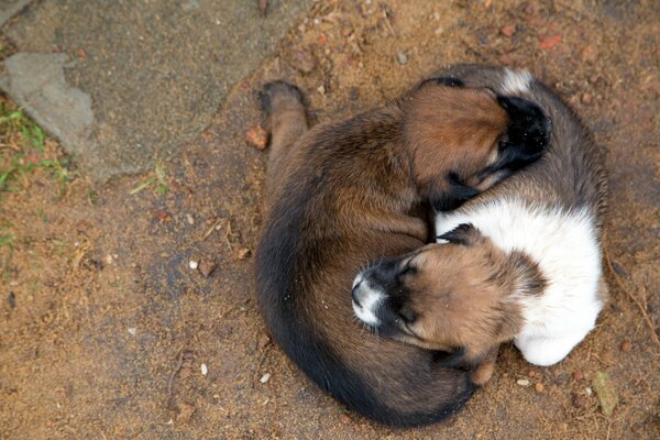 Dos cachorros acostados uno encima del otro