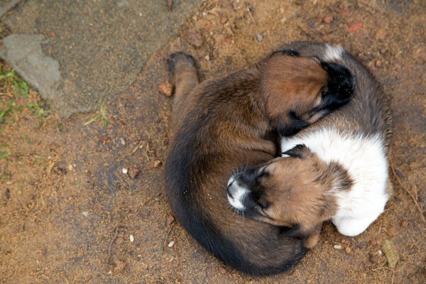 Два щенка лежат друг на друге