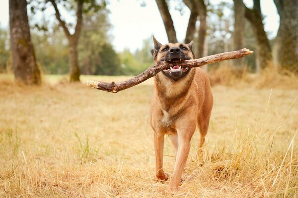 Hundetraining Schäferhund trägt einen Stock