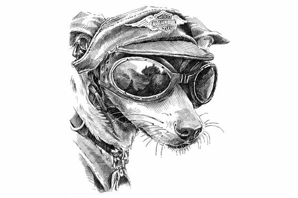 Dibujo de un perro con gafas y gorra