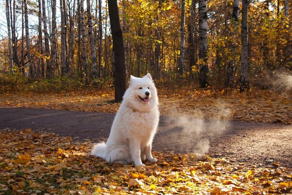 A big white dog is sitting in the autumn forest next to the road