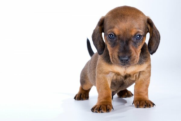 Il piccolo cane impara a camminare