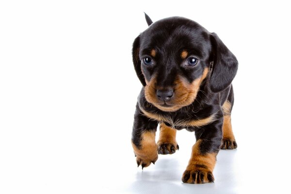 Chiot teckel mignon avec un regard gentil