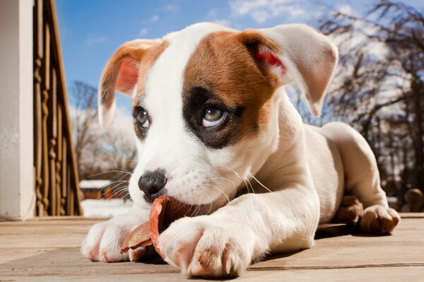 A pit bull puppy is playing on the floor