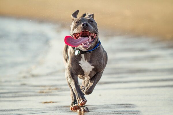 The dog happily runs along the sandy shore, sticking out his tongue