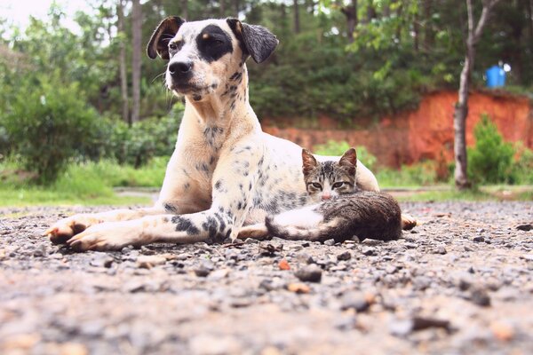 Amigos gato con perro