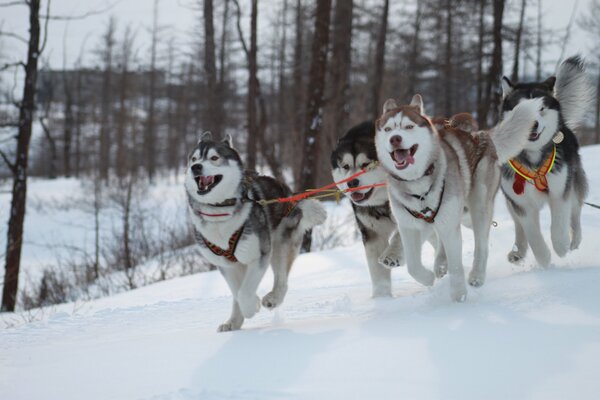 Huskies in a sled run through the snow