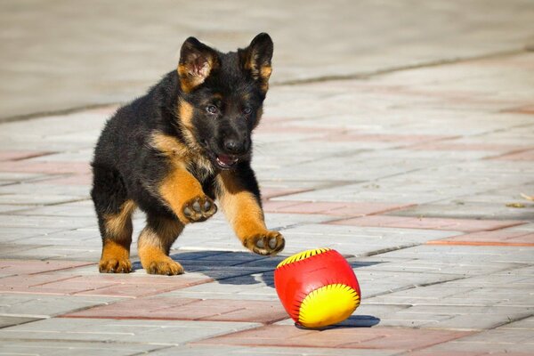 Schwarzer deutscher Schäferhund-Welpe spielt mit Ball