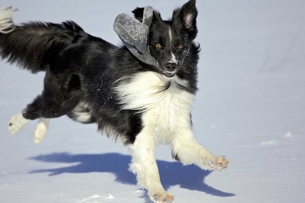 Chien noir et blanc jouant sur la neige