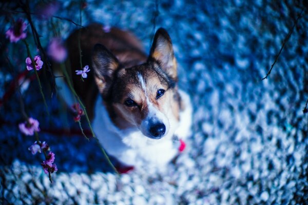 El perro Mira hacia arriba a las flores en el árbol