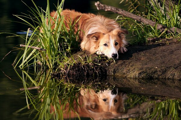 Reflexion im Wasser eines Border-Collie-Hundes, der am Ufer liegt