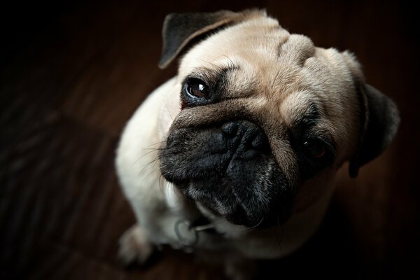 Pug mendiant avec un regard triste