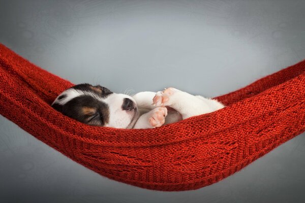 Фон щенок собаки спит на красном гамоке