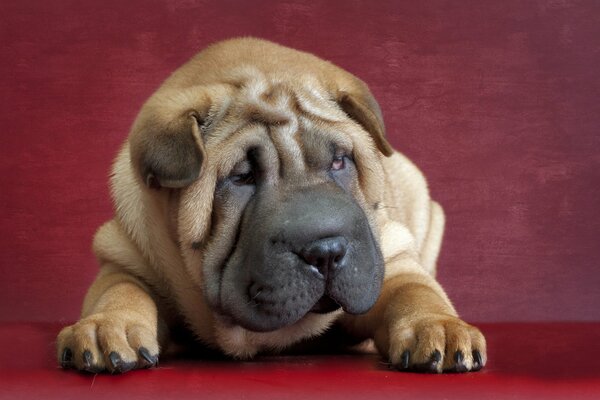 Mignon petit chiot Shar Pei