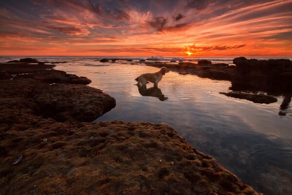 Chien rencontre coucher de soleil sur la plage