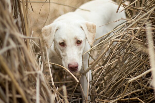 Cane bianco sul campo