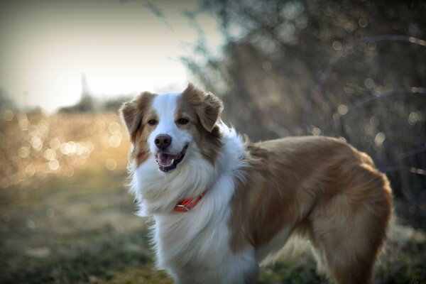 A dog with an orange collar and a kind look