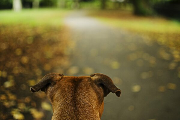 Park die wachsamen Ohren des Hundes