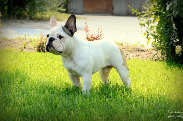 Ein weißer Bulldogge steht im Gras