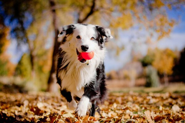 Pies z piłką w zębach biegnie na tle jesieni