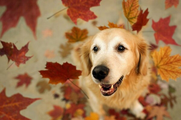 Рыжая собака с осенними листьями