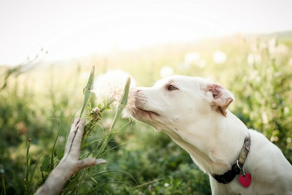 Hund interessiert sich für Blumenfeld