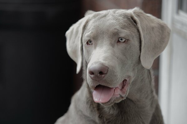 Mirada dedicada del animal doméstico de la familia