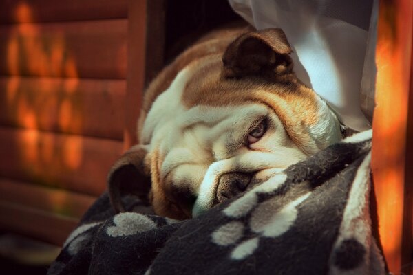 Perro jujoso con mirada triste