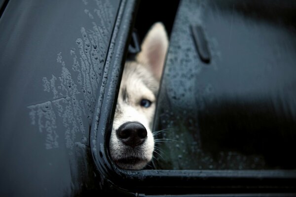 Perro esperando en el coche de un amigo