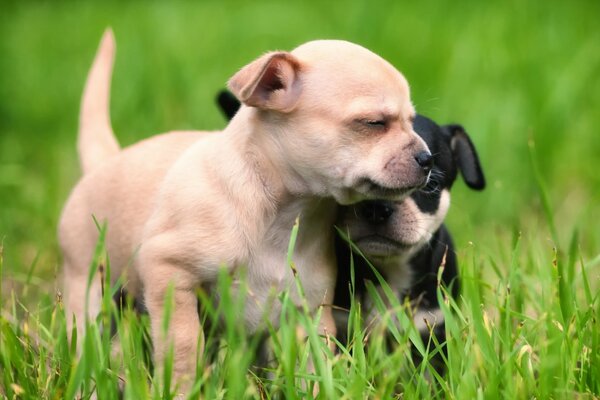 Two puppies on the green grass