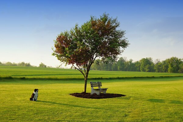 Perro sentado en la hierba junto a un árbol